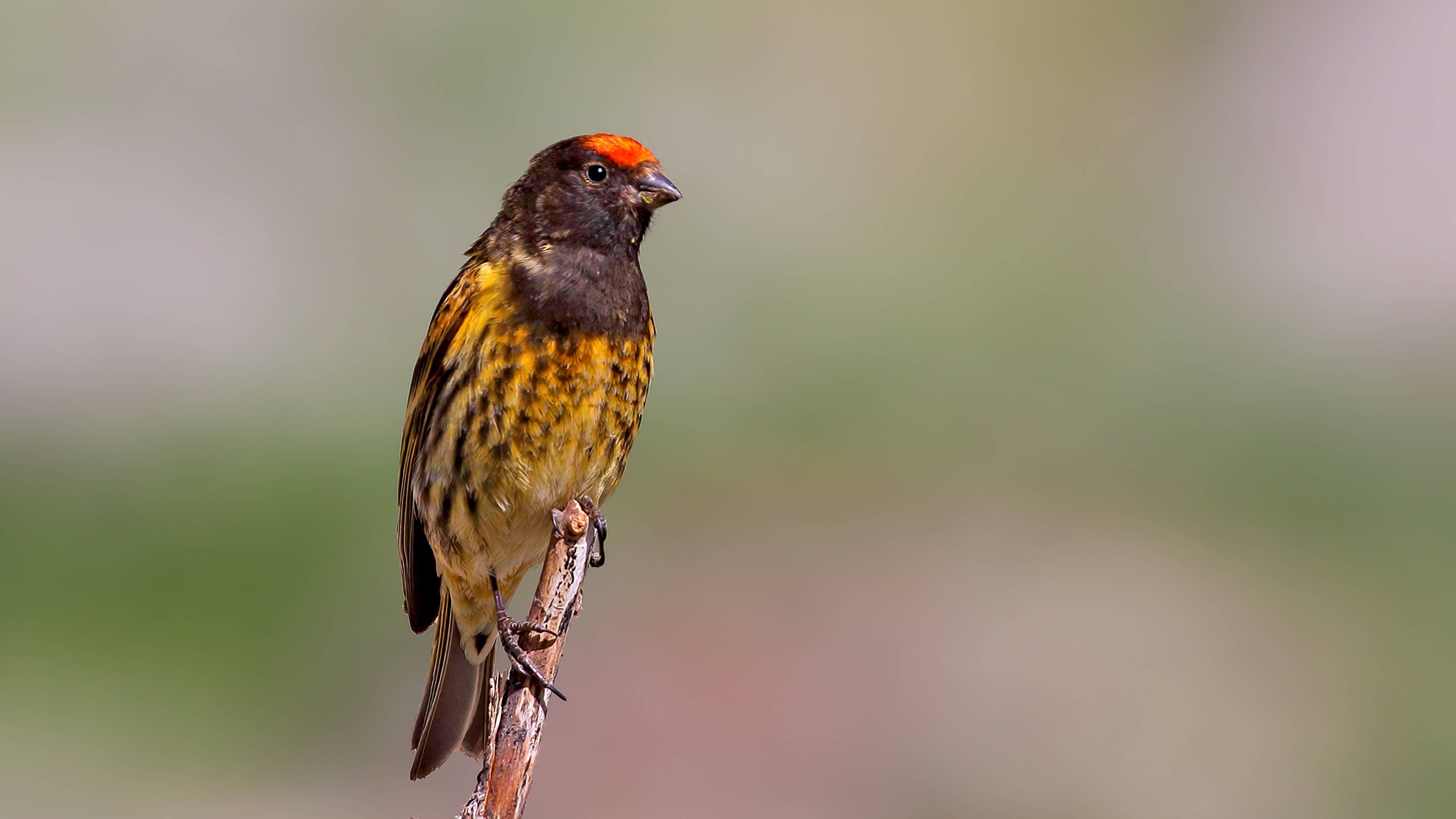 Fire-fronted Serin